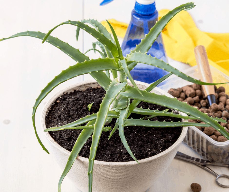 Keeping Plants Alive During a Big Move